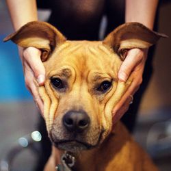 Close-up portrait of a dog