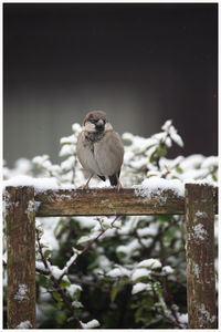 Close-up of bird perching on wooden post