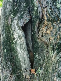 Full frame shot of tree trunk