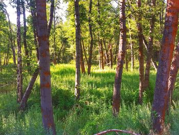 Trees in forest