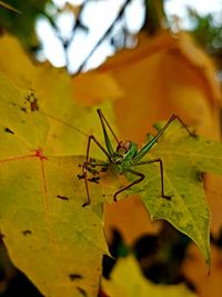 Close-up of insect on leaves