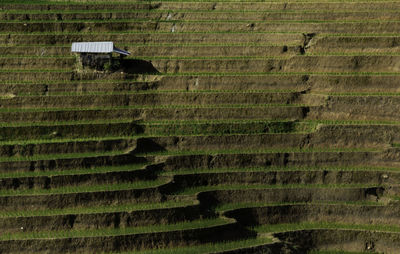 Rice terrace in northern thailand