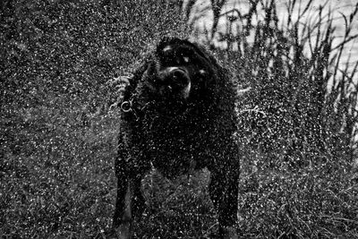 Rottweiler shaking off water on field