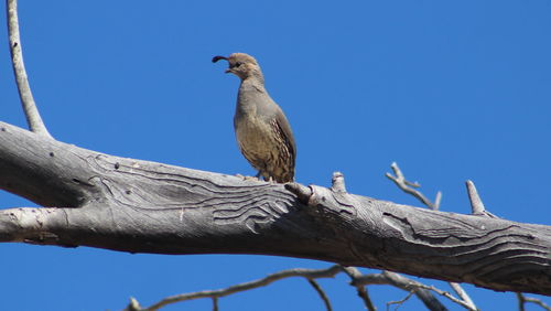 Low angle view of owl perching on tree against clear blue sky