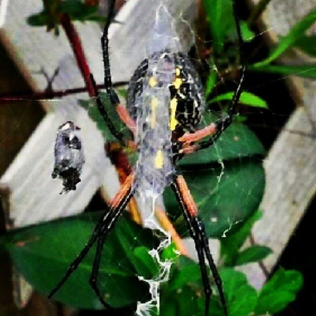 animal themes, animals in the wild, insect, one animal, wildlife, close-up, spider, focus on foreground, leaf, plant, nature, spider web, selective focus, outdoors, day, animal wing, green color, two animals, fragility, no people