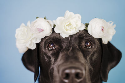 Black labrador dog wearing a crown of flowers over blue background. spring or summer concept