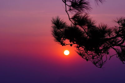 Low angle view of silhouette tree against sky during sunset