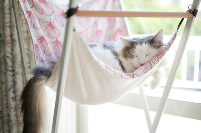 Cat sleeping on hammock beside window at home