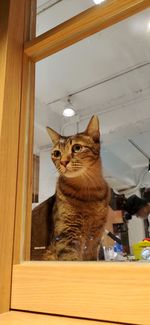 Cat sitting on table at home