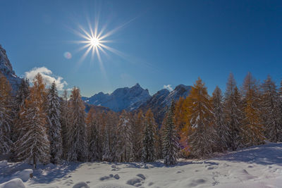 Sun over orange larches covered in snow, with mount civetta background, dolomites, italy