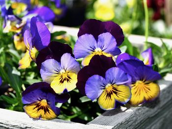 Close-up of purple flowering plants