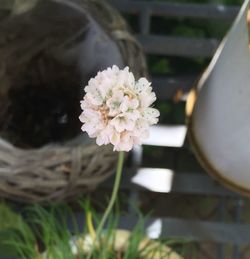 Close-up of flowers against blurred background