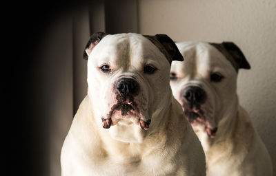 Close-up of white dog indoors