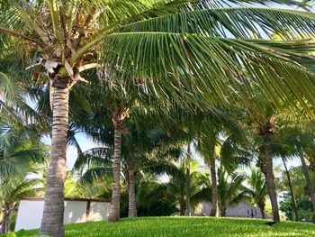 Palm trees in sunlight