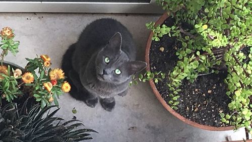 High angle view of cat amidst plants