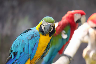 Close-up of blue parrot perching on branch