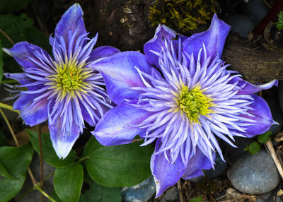 Close-up of purple flowering plants