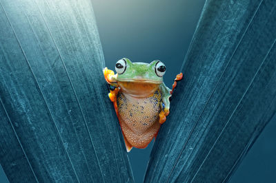 Close-up of frog on wood