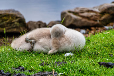 Sheep resting in a field