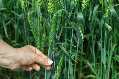 Green wheat in the hand of an agronomist