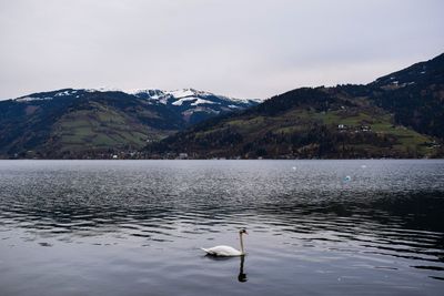 Birds swimming in lake against mountains