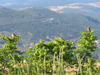 Plants growing on land against mountains