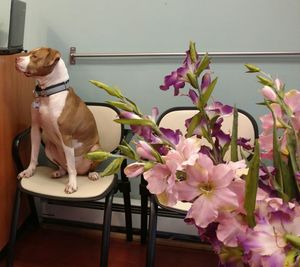 Dog sitting by flowers