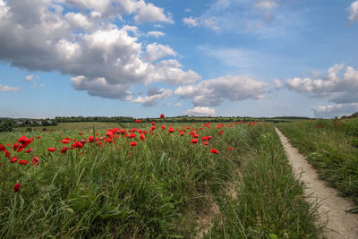 Red poppies growing on landscape against sky