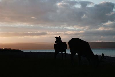 Silhouette animals grazing on landscape