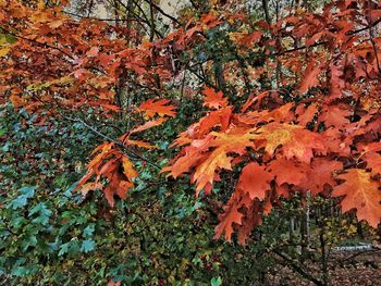 Autumn leaves on tree trunk