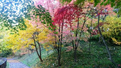 Close-up of plants against trees