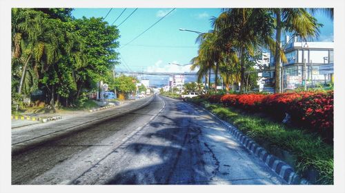 Road along trees