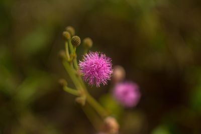 Close-up of pink flower