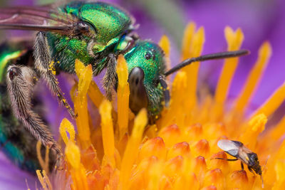 Close-up of bee on flower