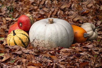 High angle view of pumpkins on dry leaves