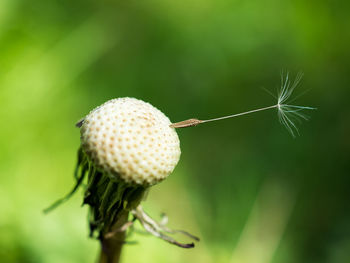 Close-up of dandelion on plant