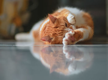 Close-up of cat looking away