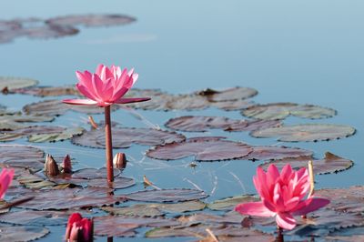 Lotus lake inle myanmar 