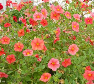 High angle view of pink flowers in park