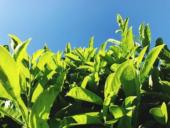 Low angle view of tall grass against clear blue sky