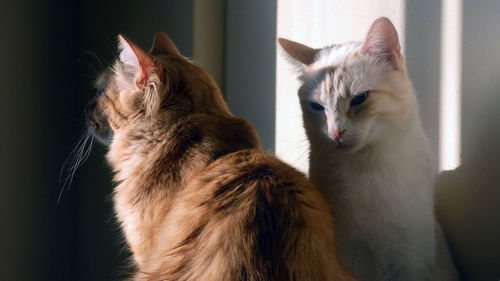 Close-up of cats at home