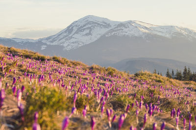 Blurred early flowers meadow with snow capped mountains landscape photo