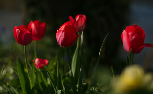 Close-up of red tulip flowers on field