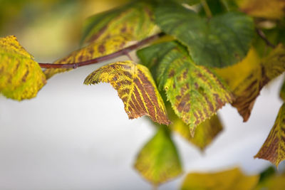 Close-up of fresh green leaf against sky