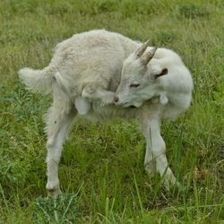 Sheep on field