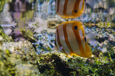 Close-up of fish swimming in sea