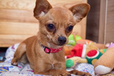 Portrait of dog at home