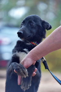 Midsection of person holding dog