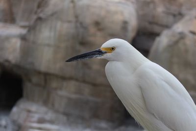 Close-up side view of a bird against blurred background