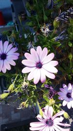 Close-up of pink flower blooming outdoors